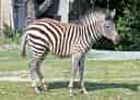 動物図鑑・グラントシマウマの写真 14